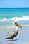 Brown Pelican Pelecanus occidentalis walking on the beach among people in Varadero Cuba