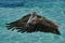 A brown pelican Pelecanus occidentalis in the warm Caribbean waters