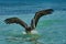 A brown pelican Pelecanus occidentalis in the warm Caribbean waters