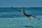 A brown pelican Pelecanus occidentalis in the warm Caribbean waters