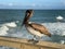 Brown pelican perched atop a wooden post overlooking the glistening blue ocean.