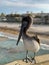 Brown pelican perched atop a wooden post overlooking the glistening blue ocean.