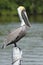 Brown Pelican Perched on a Dock Piling