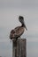 Brown Pelican Perched on Pylon