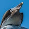 Brown pelican perched on streetlamp from below