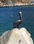 Brown Pelican Perching Near Los Arcos Lands End in Cabo San Lucas Bay
