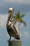 Brown Pelican on a piling in Florida