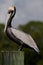 Brown Pelican Poling on a Piling