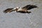 Brown Pelican pooping