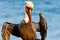 Brown Pelican Posing