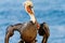 Brown Pelican Posing