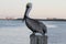 A Brown Pelican on a Post