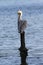 Brown Pelican on a Post