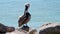 Brown Pelican preening on a rock jetty.