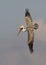 Brown Pelican preparing to dive for a fish - St. Petersburg, Flo