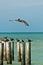 Brown pelican preparing to land on a wood piling