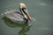 Brown pelican profile