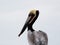 Brown Pelican Profile