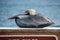 Brown Pelican on a Railing