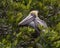 Brown pelican resting in a red mangrove tree in Chokoloskee Bay in Florida.