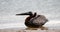 Brown pelican resting on the shore