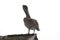 Brown pelican on a roof