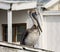 Brown pelican on rooftop