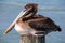 Brown Pelican Roosting Upon Dock Piling