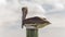 Brown Pelican roosting on top of a wooden dock pile against cloudy sky close up