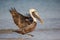 Brown pelican running on seashore Pelecanus occidentalis, Sanibel Island, Florida