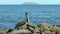 Brown pelican on the shore of north seymour galapagos