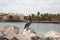 Brown Pelican sitting on a rock. Loreto, Mexico.