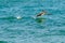 Brown Pelican skipping across the ocean