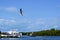 Brown pelican soaring over marina in southwest florida