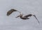 Brown Pelican soaring over the Pacific coast - San Diego, California