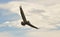 A Brown Pelican Soaring in a Partly Cloudy Sky