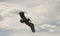 A Brown Pelican Soaring in a Partly Cloudy Sky