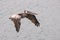 A brown pelican soars over ocean water.