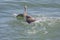 Brown Pelican Splash