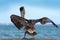 Brown Pelican splashing in water. bird in the dark water, nature habitat, Florida, USA. Wildlife scene from ocean. Brown pelican i