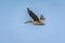 Brown Pelican with spread wings sailing across the sky on bright day