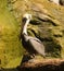 Brown pelican standing