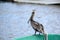 Brown pelican standing on boat edge