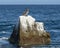 Brown pelican standing on a boulder in the water of the Pacific Ocean near the Arch in Cabo San Lucas.