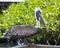 Brown pelican standing on a portion of the Puerto Ayora fresh fish market in Santa Cruz Island, Galapagos, Ecuador.