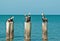 Brown Pelican standing on a tropical shoreline pilings