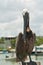 Brown pelican standing on wood piling in tropical marina