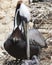 Brown Pelican stock Photos.  Brown Pelican bird with baby pelican