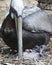 Brown Pelican stock Photos.  Brown Pelican bird with baby pelican