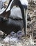 Brown Pelican stock Photos.  Brown Pelican bird with baby pelican